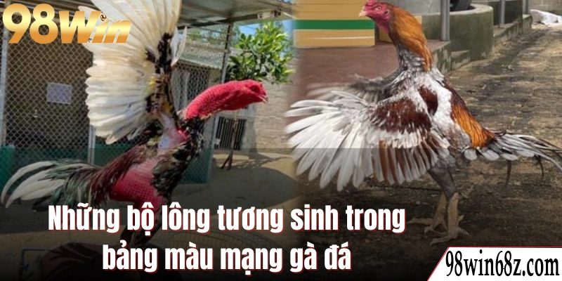 Những bộ lông tương sinh trong bảng màu mạng gà đá
