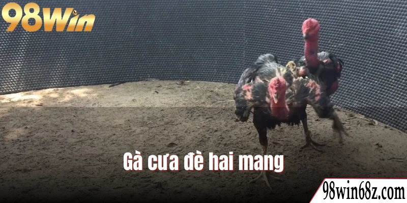 Tham khảo lối gà chọi hay nhất với hình thức cưa đè hai mang